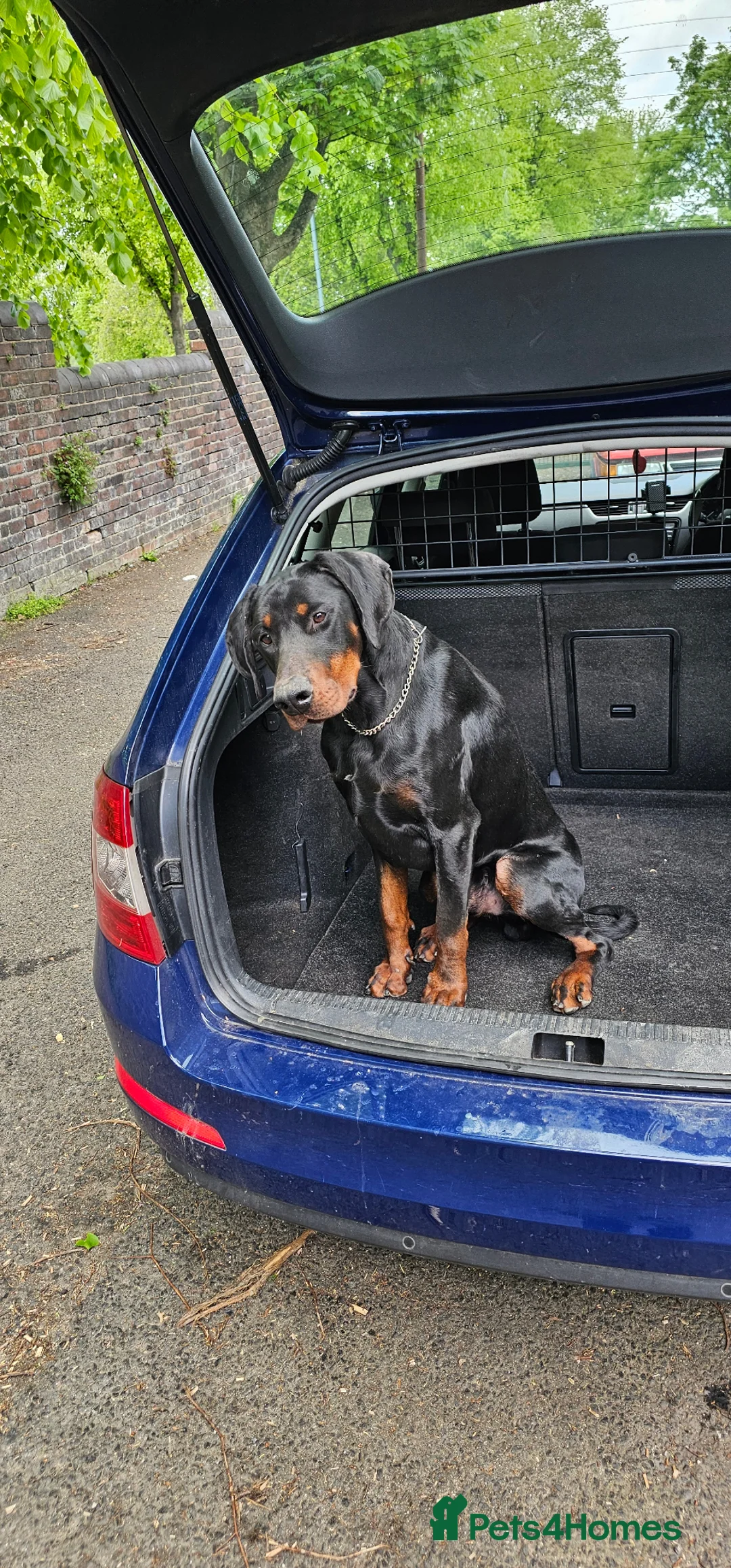 Dobermann dogs for sale: KC Doberman Male - Advert 9