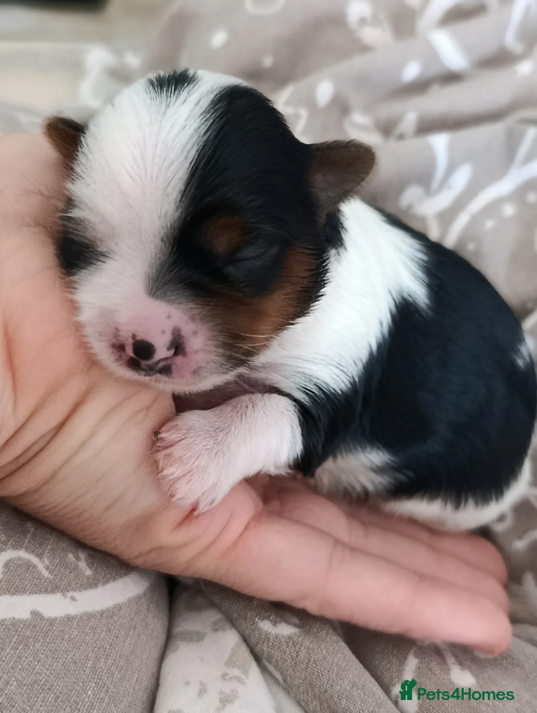 Biewer Terrier dogs for sale: 🐕Yorkshire terrier- Luxury Colors🤍🧡🖤🤎 - Advert 28
