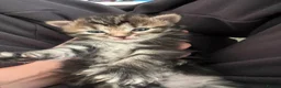 Mixed Breed cats for sale: Mixed bengal kittens  - Advert 5
