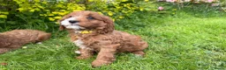 Cavapoo dogs for sale: Red F1 Cavapoo Puppies - Advert 6