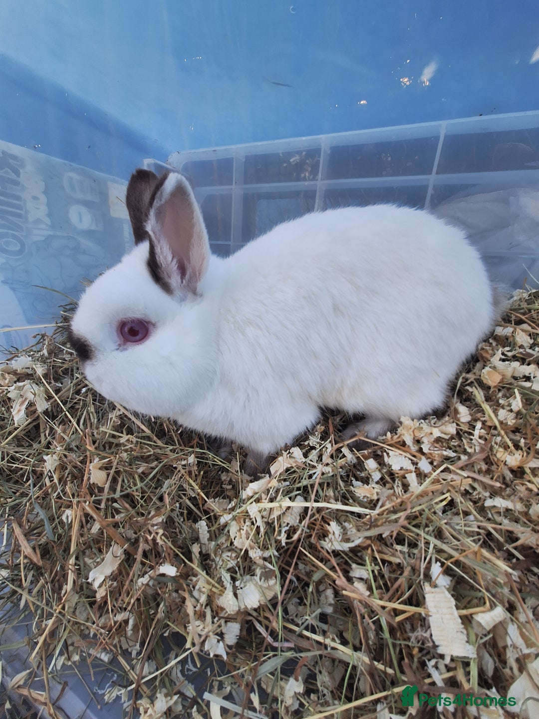 Netherland Dwarf rabbits for sale: 4 Netherland dwarf buck rabbits for sale £40 each  - Advert 4
