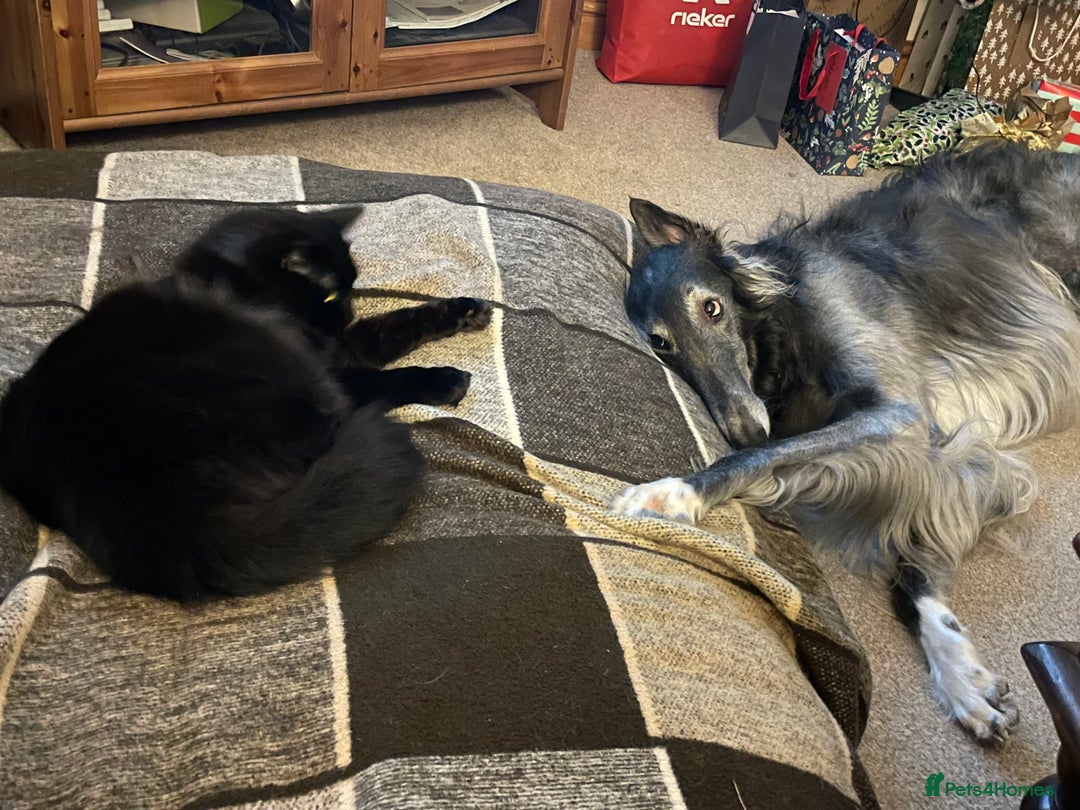 Borzoi dogs for stud: Grey Borzoi for stud .  - Advert 4