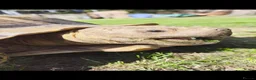 Tortoise reptiles for sale: Very Large Sulcata for sale  in Ipswich - Advert 7