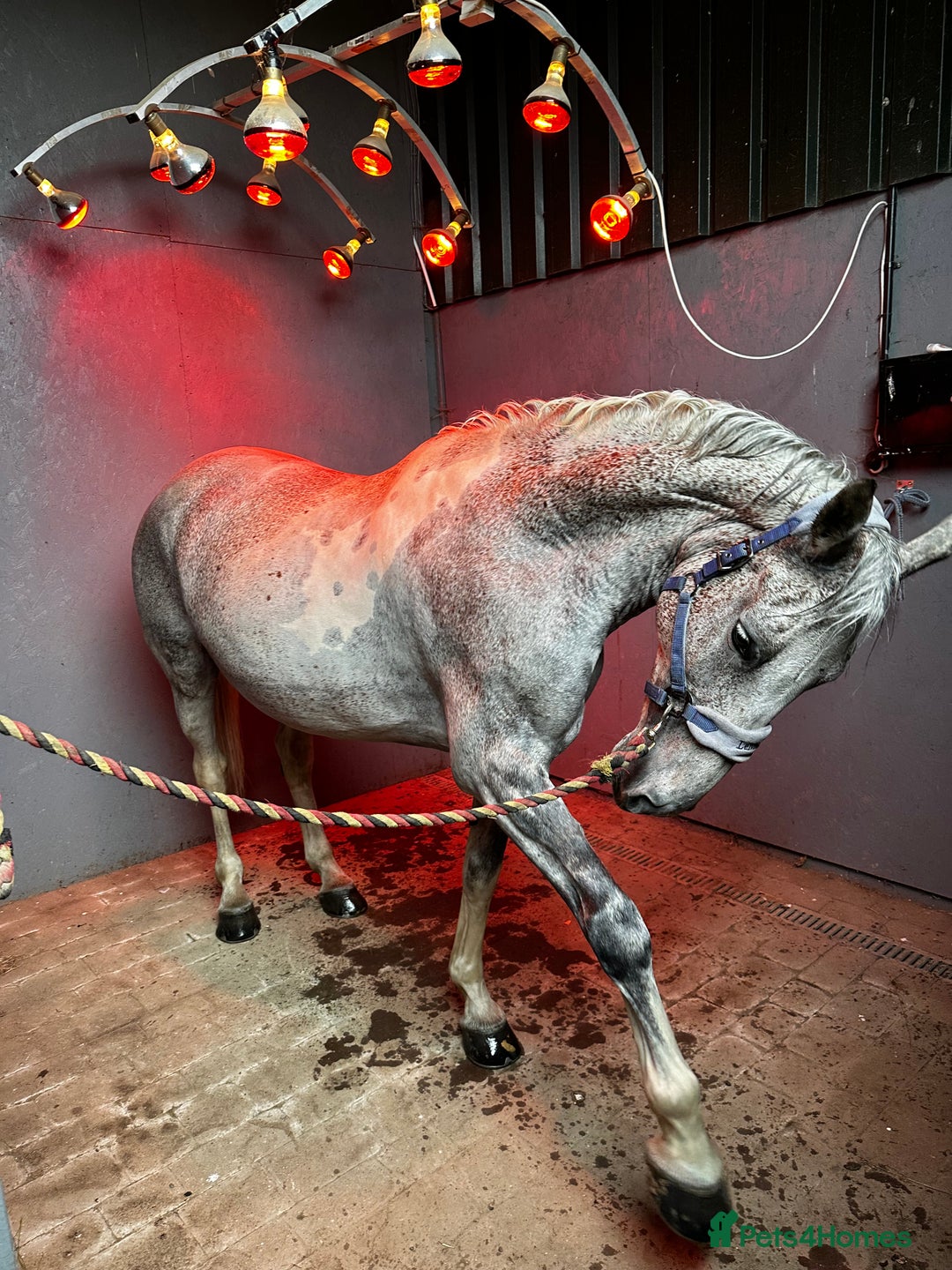 English Warmblood horses for sale: 16hh Schoolmistress  - Image 13