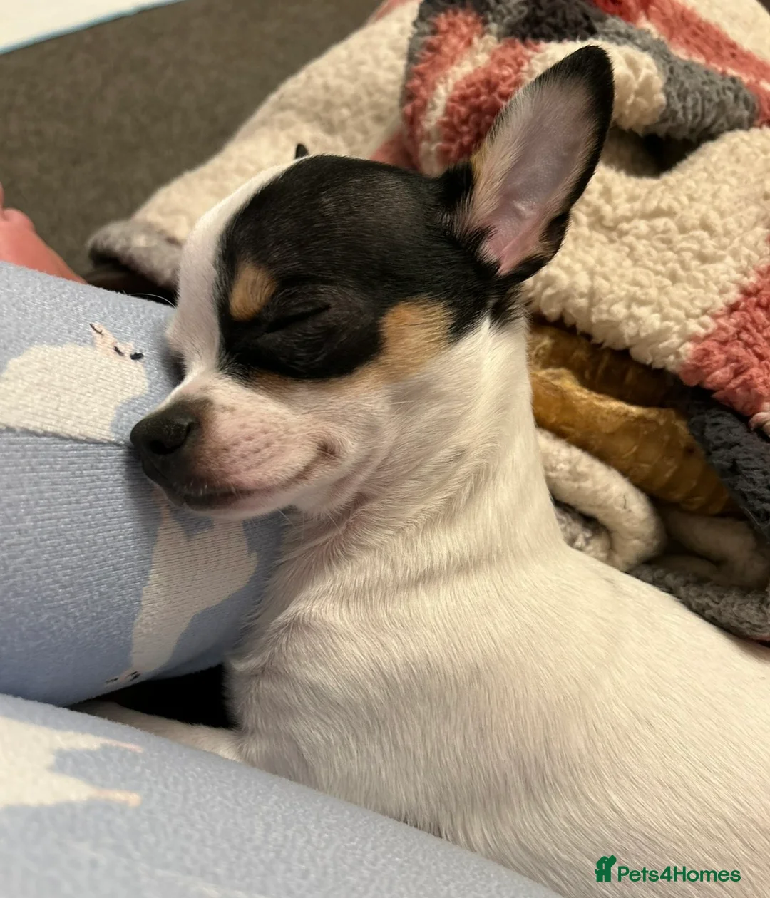 Chihuahua dogs for sale: Can you re home us both in Nottingham - Advert 13