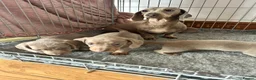 Miniature Dachshund dogs for sale: Miniature dachshund  - Advert 2