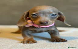 Miniature Dachshund dogs for sale: KC Reg Miniature Dachshund Puppies  - Image 16
