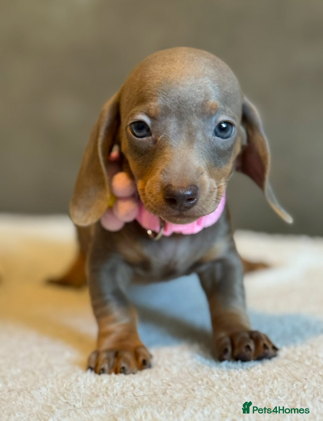Miniature Dachshund dogs for sale: KC Reg Miniature Dachshund Puppies  - Image 16