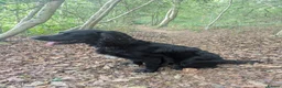 Cocker Spaniel dogs for stud: Cocker Spaniel for stud - Advert 5