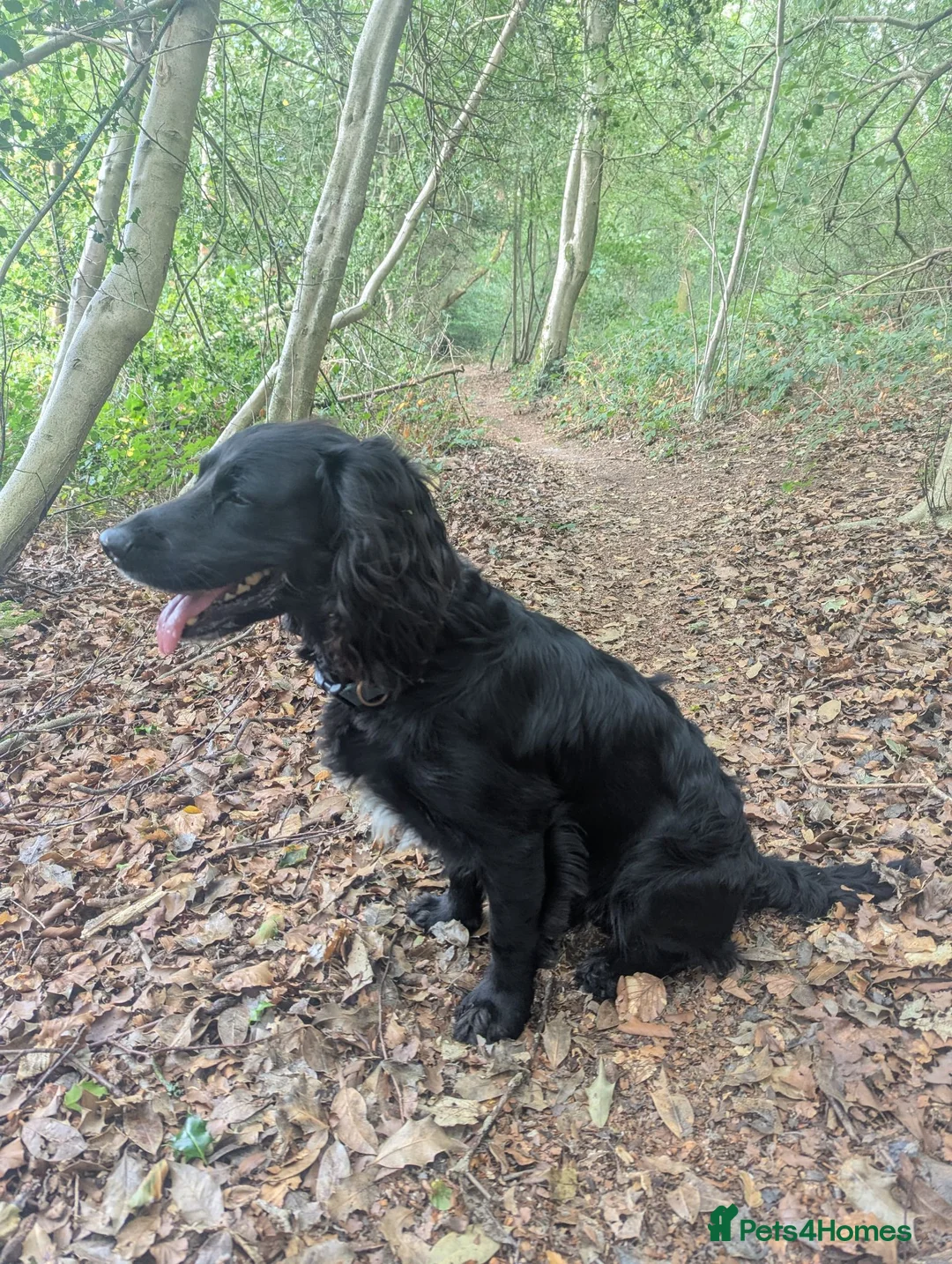 Cocker Spaniel dogs for stud: Cocker Spaniel for stud - Advert 5