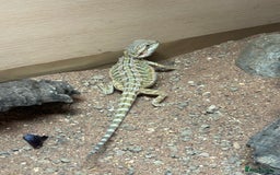 Bearded Dragon reptiles for sale: bearded dragon babies  - Image 7