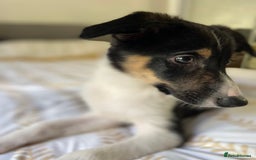 Border Collie dogs for sale: Border collies Dundee  - Image 17