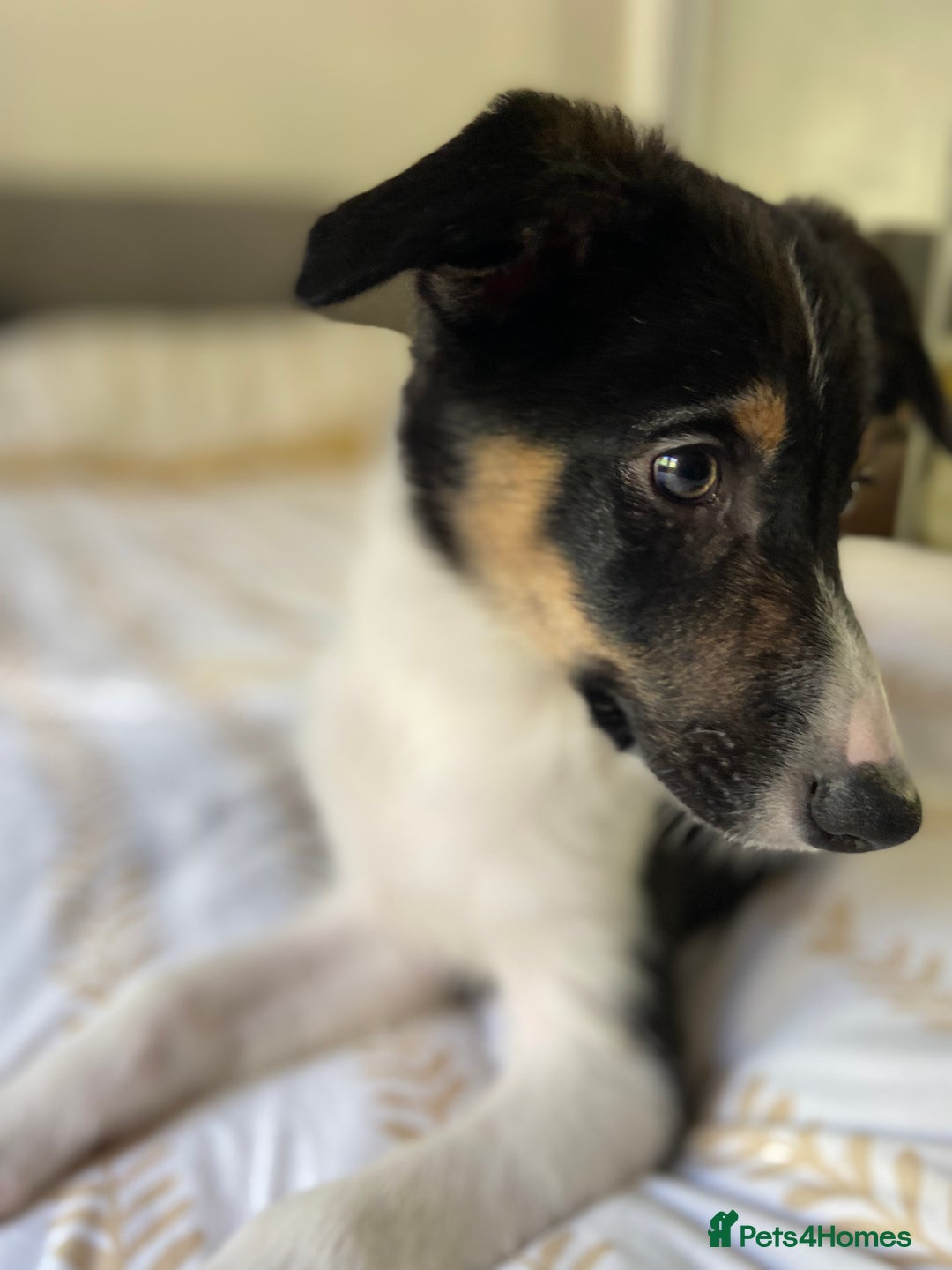 Border Collie dogs for sale: Border collies Dundee  - Image 17