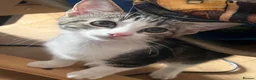 British Shorthair cats for sale: Male kitten  - Advert 1