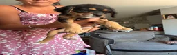Mixed Breed dogs for sale: Last girl left Cavapoo X ready to leave now  - Advert 2