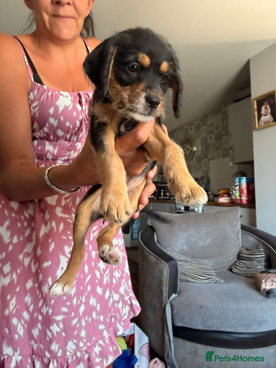 Mixed Breed dogs for sale: Last girl left Cavapoo X ready to leave now  - Advert 2