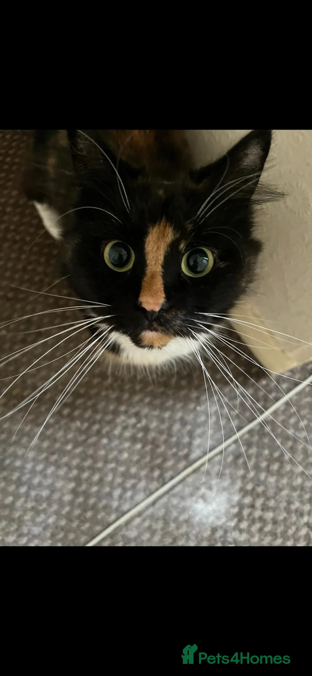 California Spangled cats for sale: Simba - Advert 7
