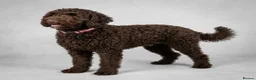 Australian Labradoodle dogs for sale: 🌈 Dark Chocolate (phantom) & Cream Girls ❤️ - Advert 27
