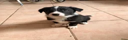 Border Collie dogs for sale: Gorgeous border collie puppies for sale  - Advert 4