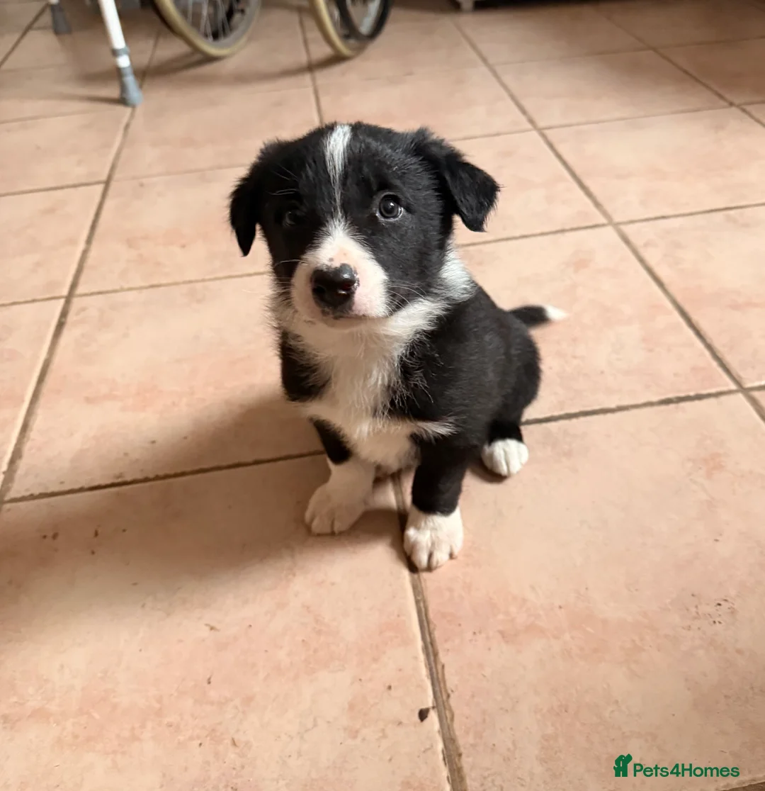 Border Collie dogs for sale: Gorgeous border collie puppies for sale  - Advert 4
