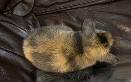 Mini Lop rabbits for sale: Lovely baby minilops for sale  - Image 11