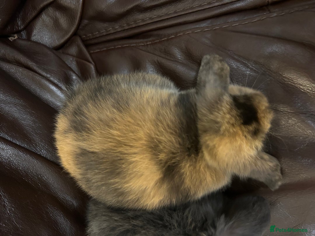 Mini Lop rabbits for sale: Lovely baby minilops for sale  - Image 11