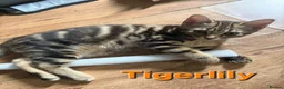 Mixed Breed cats for sale: Beautiful Kittens x4 Mixed colours Aged 11 weeks - Advert 9