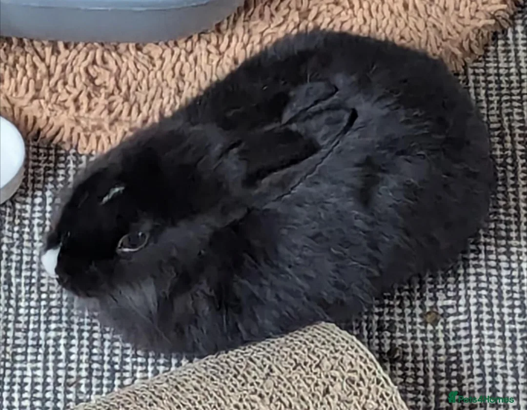 Mini Lion Lop rabbits for sale: Experienced homes only! Hannibal Lector - Advert 1
