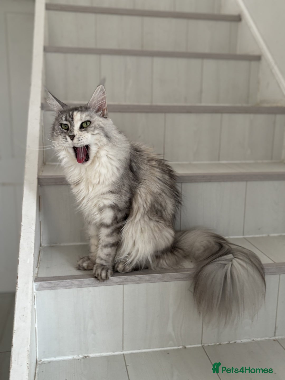Maine Coon cats for sale: Maine Coon Green Eye girl 3 years old  - Image 4