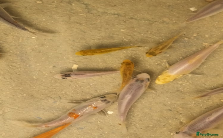 Koi Carp fish Koi for sale - Advert 1