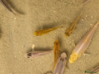 Koi Carp fish Koi for sale - Advert 1