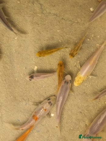 Koi Carp fish Koi for sale - Advert 1