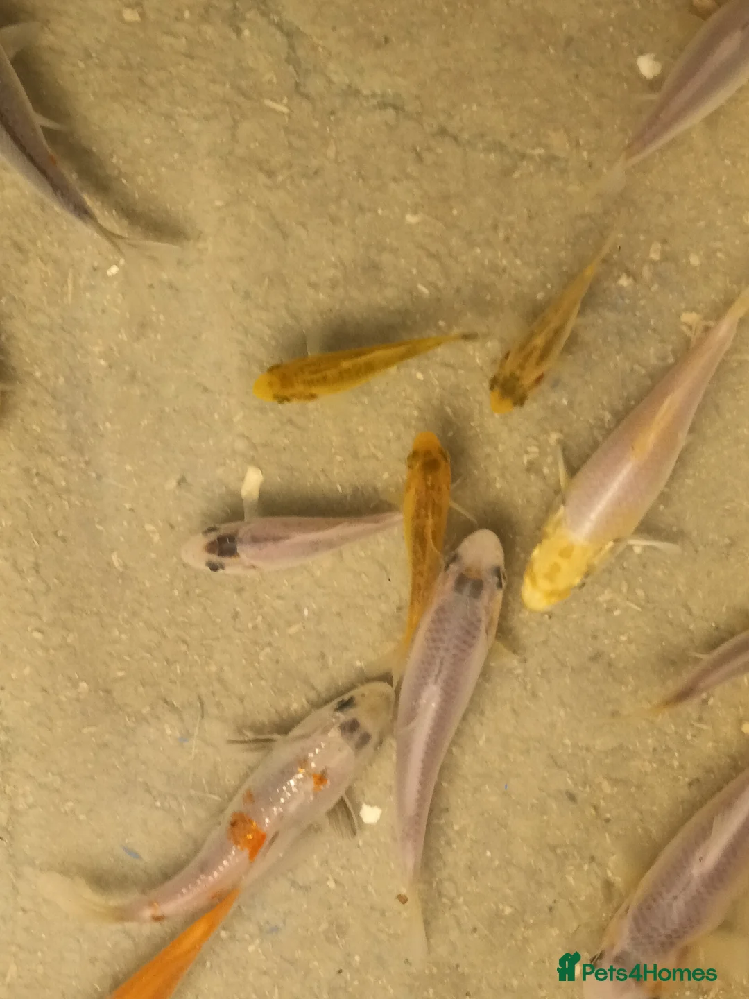 Koi Carp fish for sale: Koi for sale - Advert 1