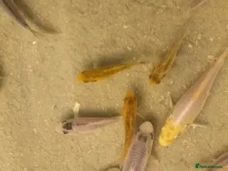 Koi Carp fish Koi for sale - Advert 15