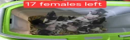 Rat rodents for sale: 2 white female dumbos mix of topeard and simise - Advert 1