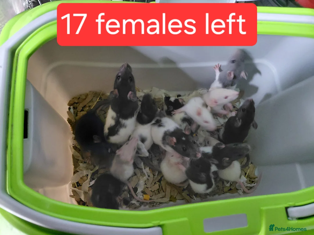 Rat rodents for sale: 2 white female dumbos mix of topeard and simise - Advert 1