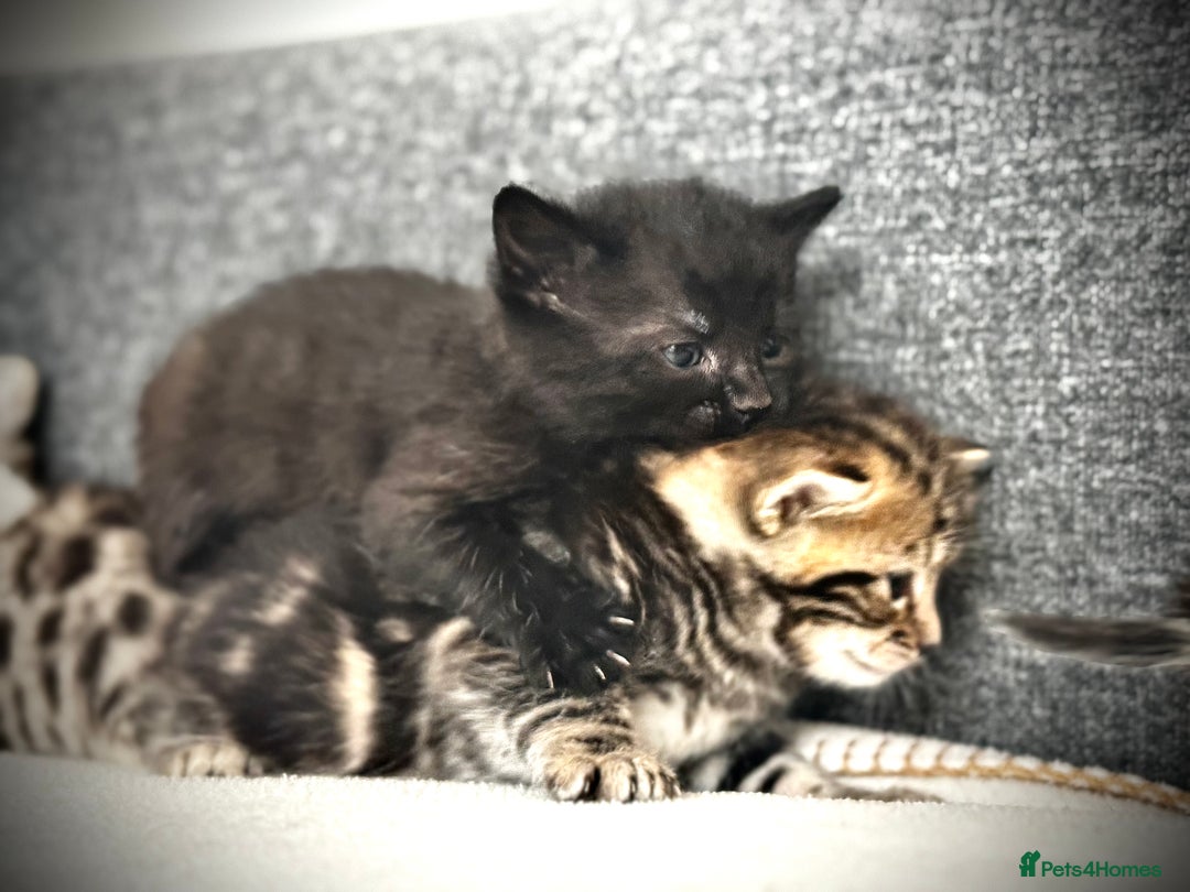 Mixed Breed cats for sale: 🌟 Exquisite Ragdoll × Bengal Kittens 🌟 - Advert 13