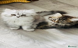 Persian cats for sale: Persian chinchilla kittens  - Image 1