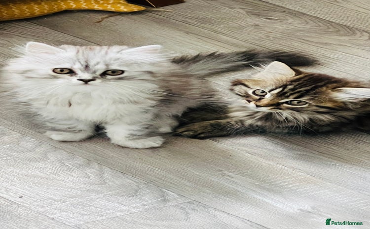 Persian cats - Advert 18