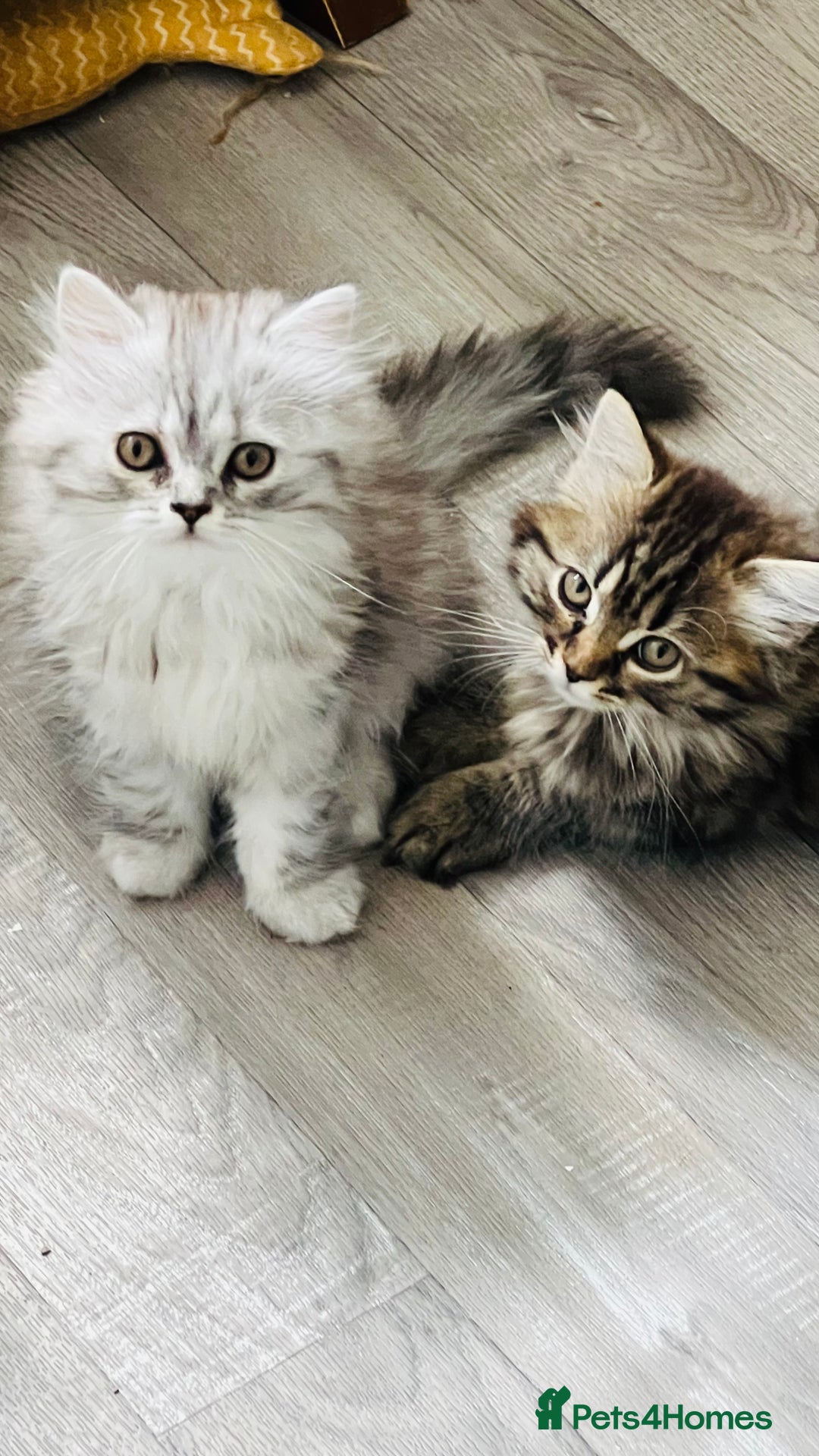 Persian cats for sale: Persian chinchilla kittens  - Image 1