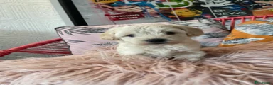 Maltipoo 1