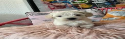 Maltipoo dogs for sale: Toy Maltipoos  - Advert 12