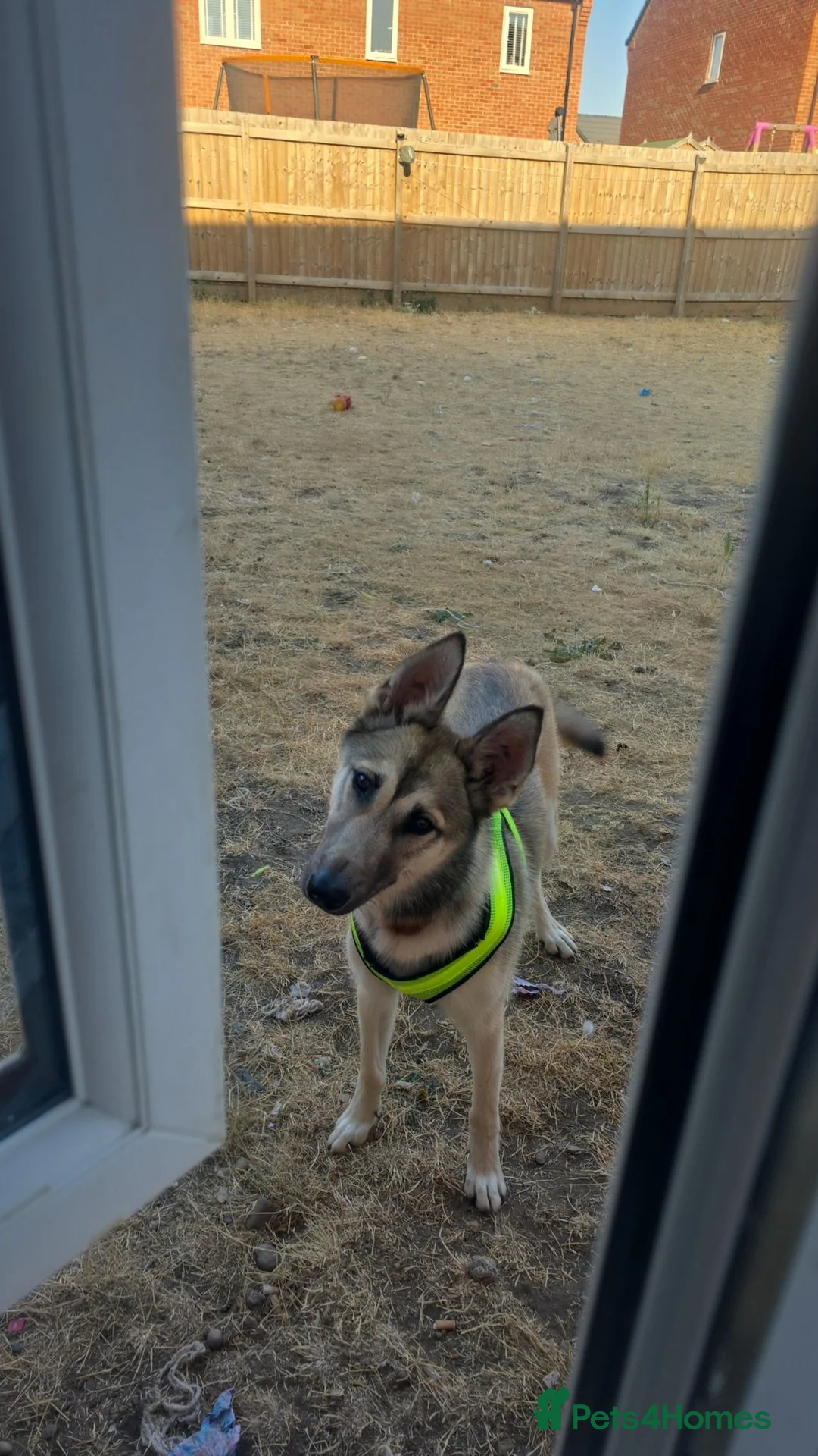 Mixed Breed dogs for sale: Moxy  - Advert 1