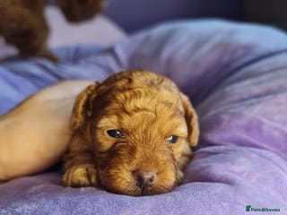 Toy Poodle dogs Last one beautiful toy poodle - Advert 17