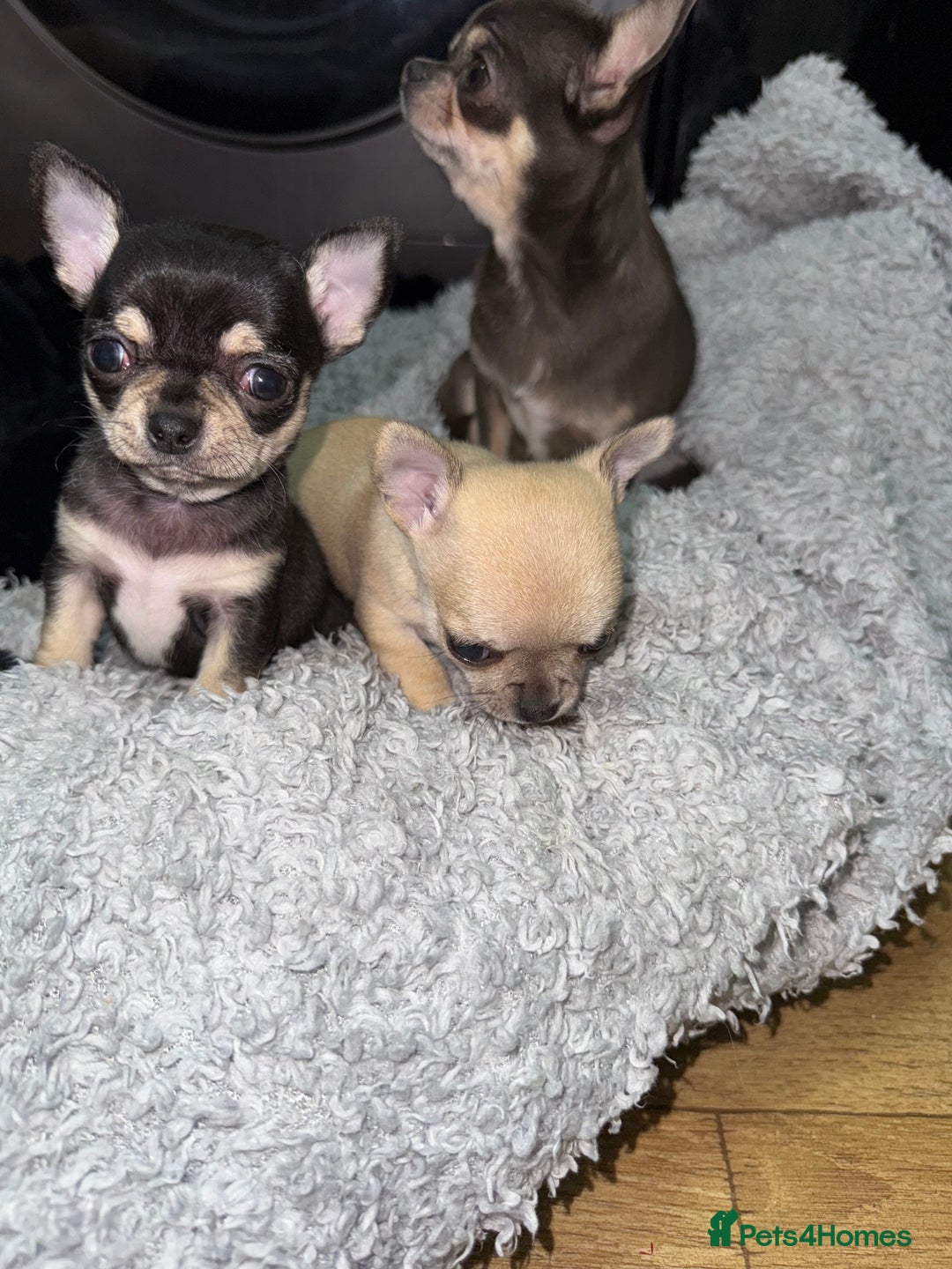 Chihuahua dogs for sale: 🩵 𝓬𝓾𝓭𝓭𝓵𝔂 𝓪𝓷𝓭 𝓹𝓵𝓪𝔂𝓯𝓾𝓵 𝓫𝓸𝔂𝓼🩵 - Image 11