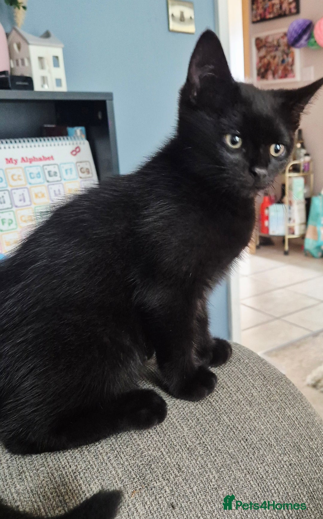 British Shorthair cats for sale: Cuddly black kitten  - Image 5