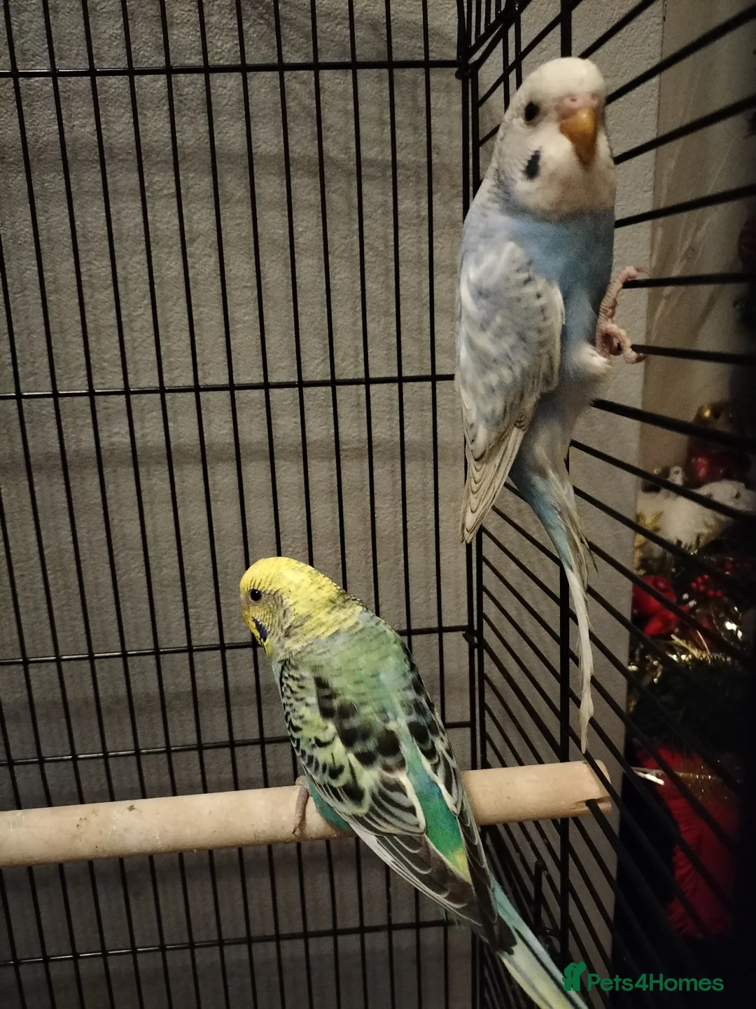 Parrots birds for sale:  Two Parrots  - Advert 2