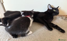 Mixed Breed cats for sale: Mixed siamese black and white male kitten - Image 9