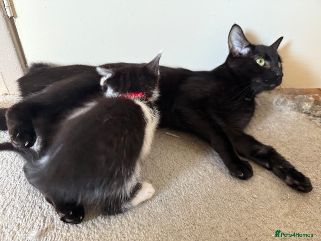 Mixed Breed cats for sale: Mixed siamese black and white male kitten - Image 9
