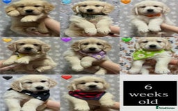 Golden Retriever dogs for sale: Fully health Tested Golden Retriever puppies - Image 10